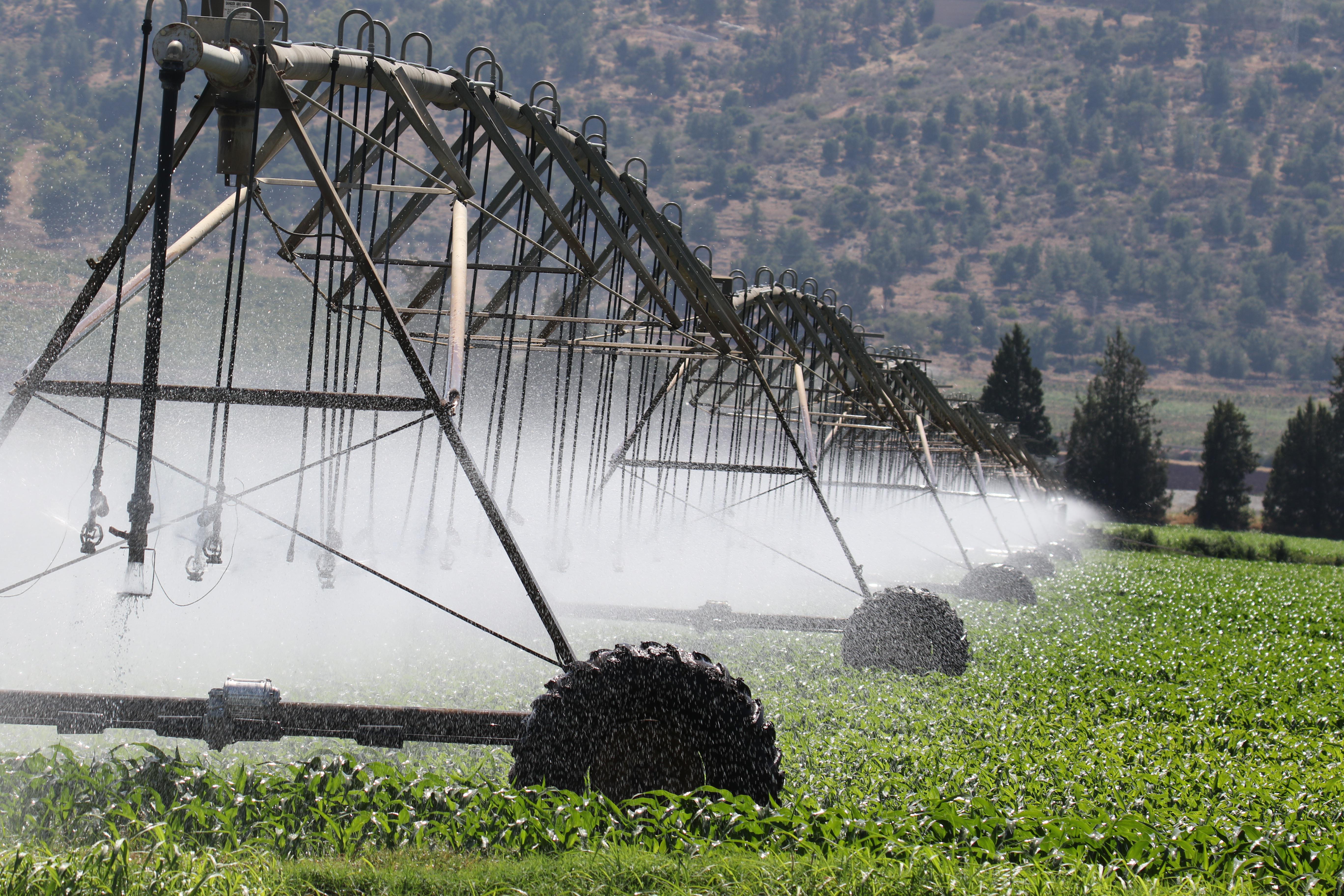 Complete Guide to Maize Irrigation 