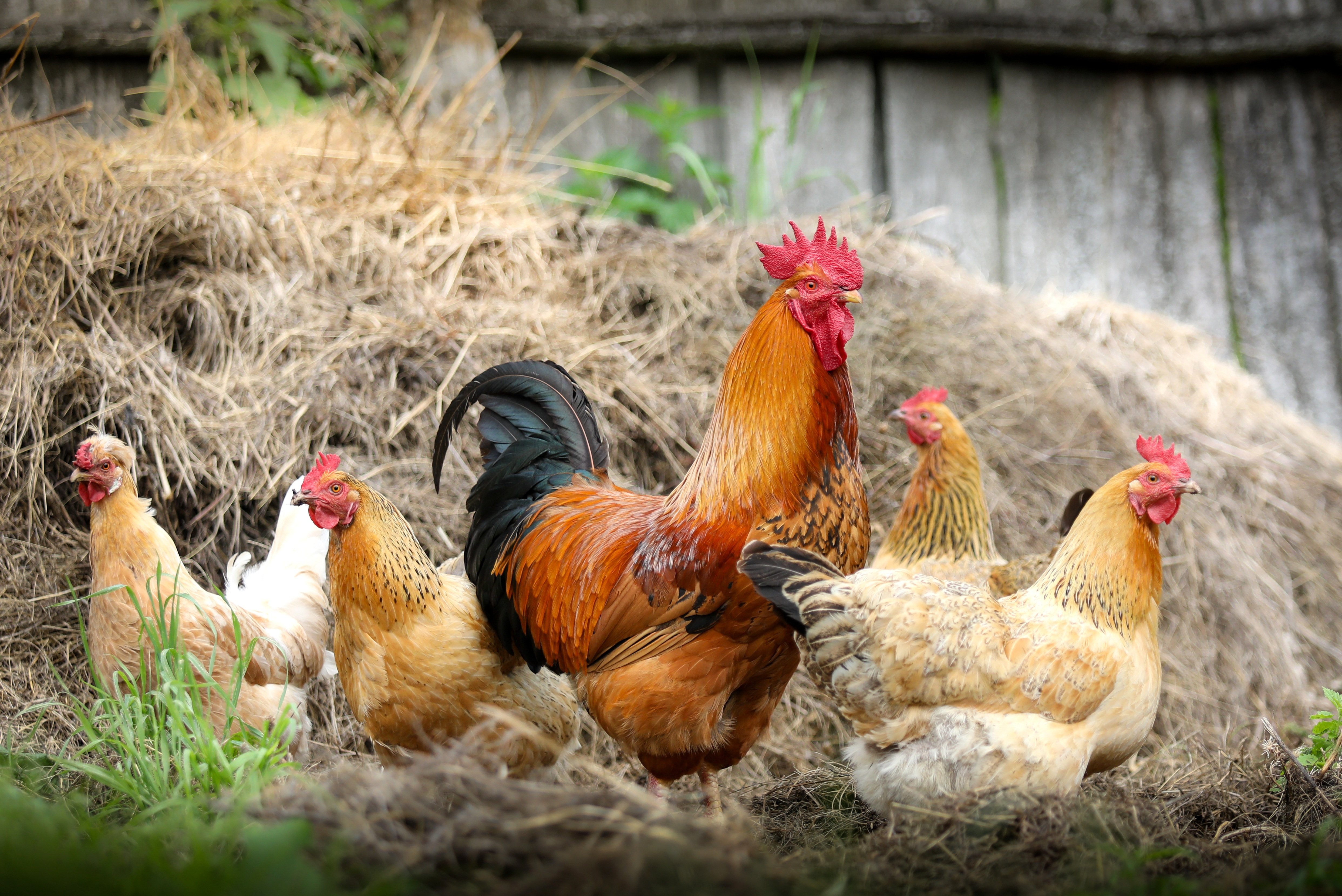 Meat & Poultry