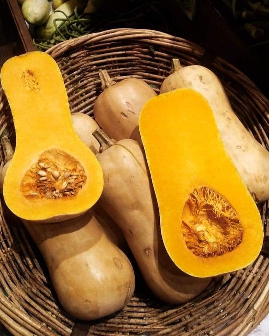 Butternut Squash