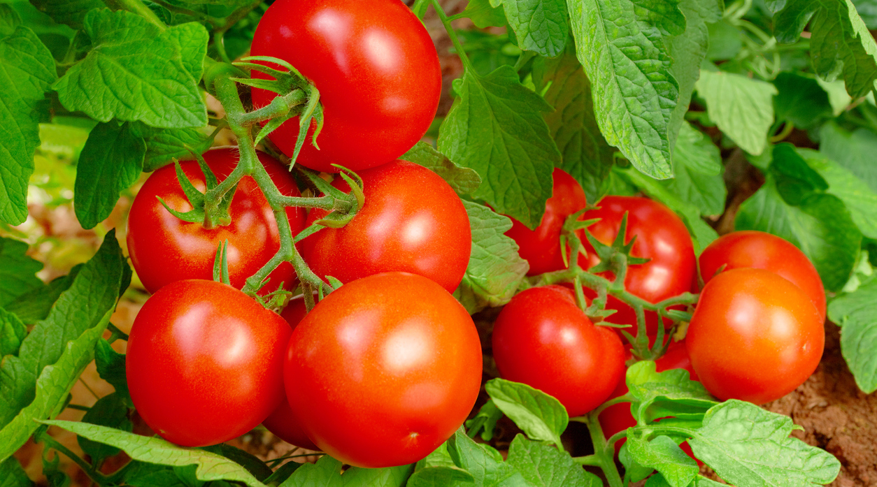 Organic Tomatoes