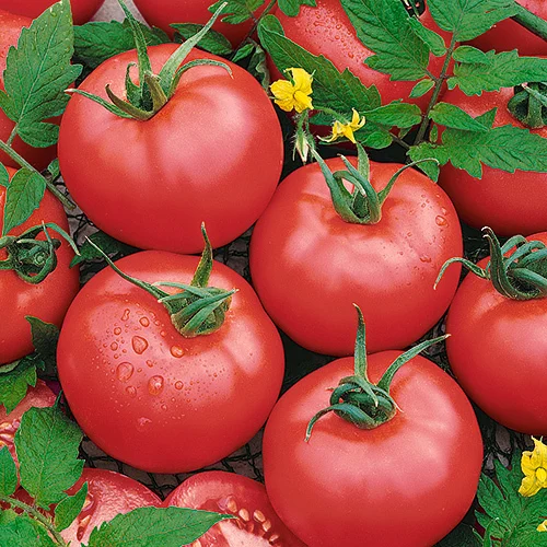 Organic Tomatoes