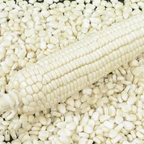 White Maize Grain