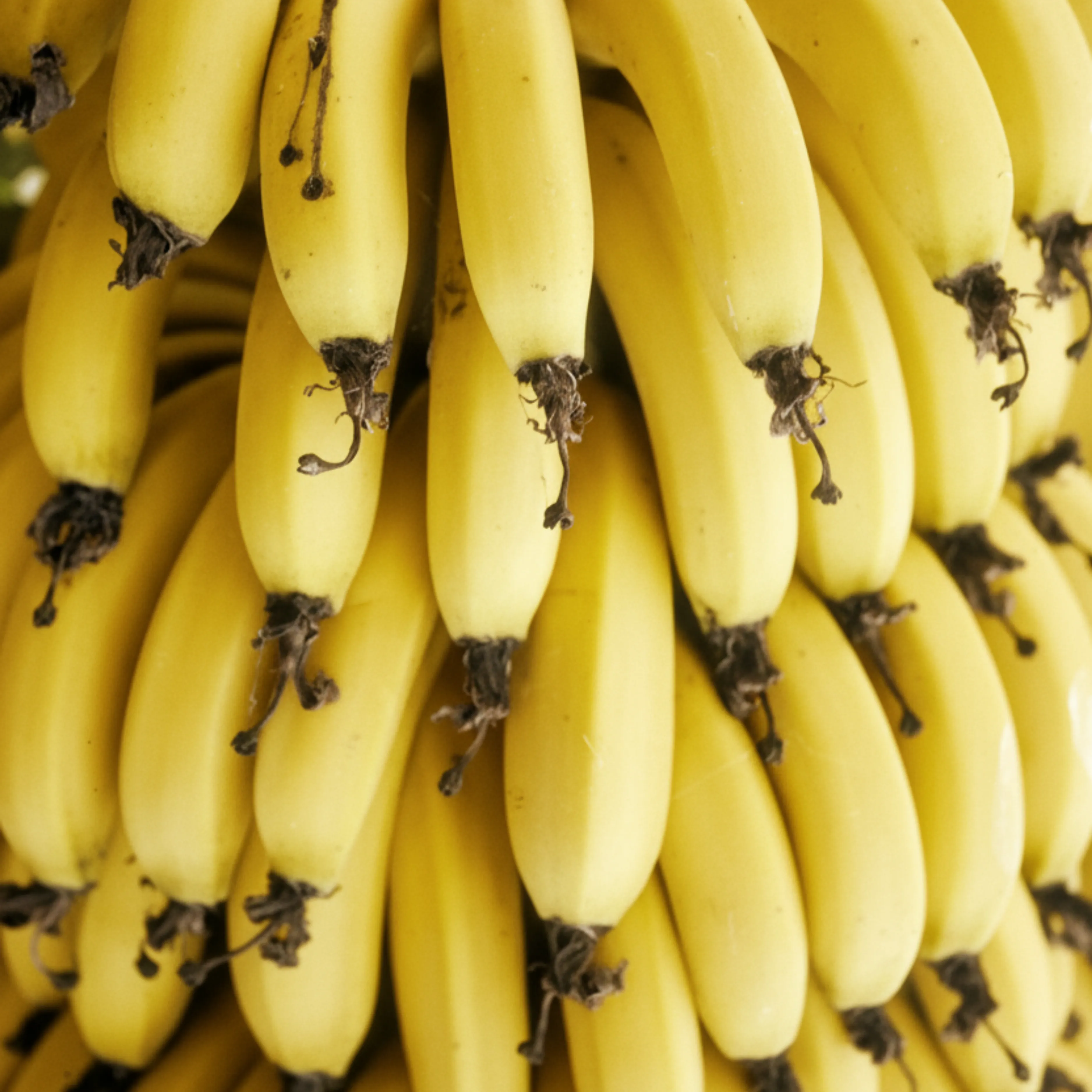 Fresh Bananas