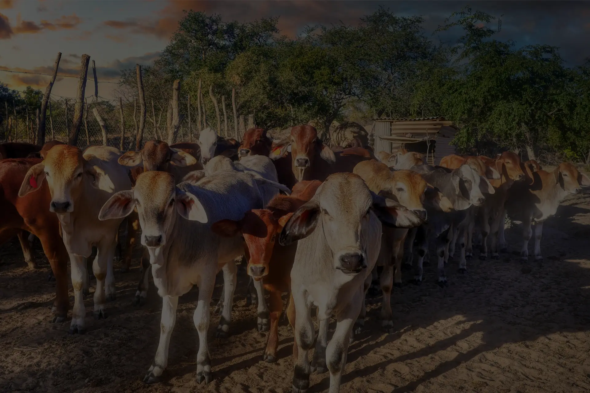 Dube Family Farms