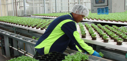 Green Harvest Farm